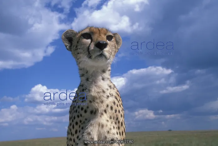 : Kenya, Masai Mara Game Reserve, Close-up : Kenya, Masai Mara Game Reserve, Close-up