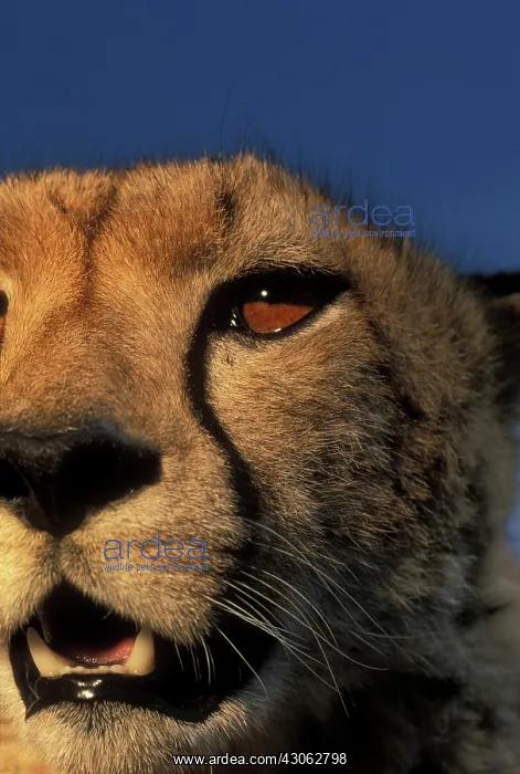 : Kenya, Masai Mara Game Reserve, Close-up : Kenya, Masai Mara Game Reserve, Close-up