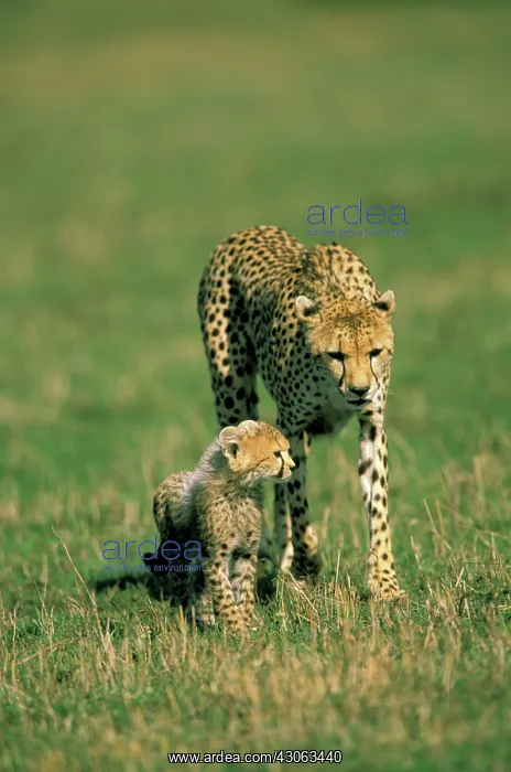 : Kenya, Masai Mara Game Reserve. Female cheetah : Kenya, Masai Mara Game Reserve. Female cheetah