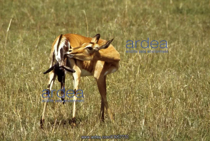 : Kenya, Masai Mara Game Reserve. Female impala : Kenya, Masai Mara Game Reserve. Female impala