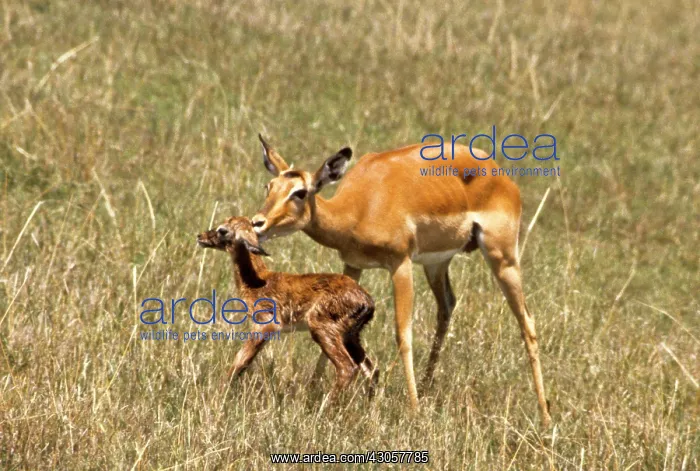 : Kenya, Masai Mara Game Reserve. Female impala : Kenya, Masai Mara Game Reserve. Female impala