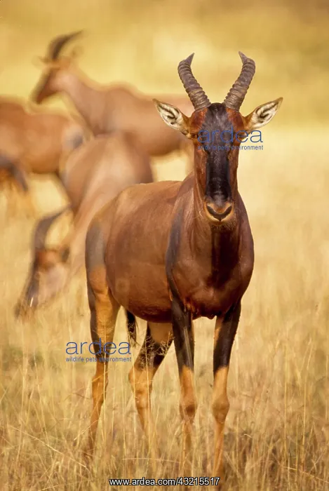 : Kenya, Masai Mara Game Reserve. Female topi : Kenya, Masai Mara Game Reserve. Female topi