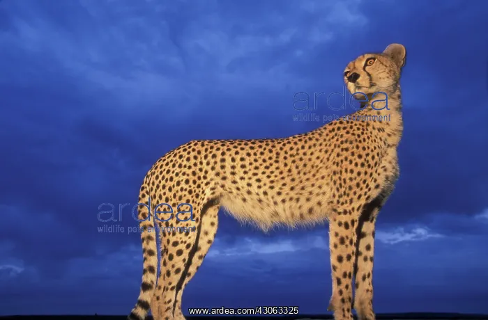 : Kenya, Masai Mara Game Reserve, Flash-lit : Kenya, Masai Mara Game Reserve, Flash-lit