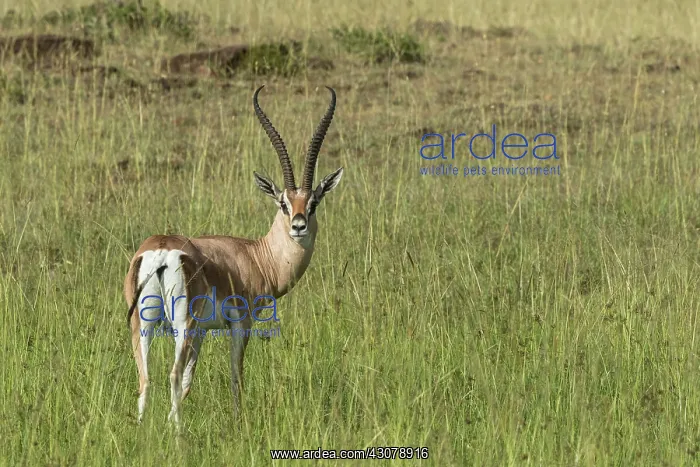 : Kenya, Masai-Mara game reserve, Grant's gazella : Kenya, Masai-Mara game reserve, Grant's gazella