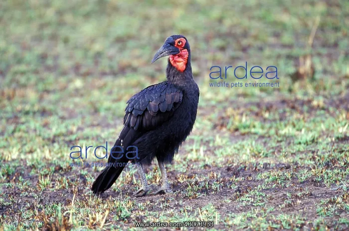  : Kenya, Masai Mara Game Reserve. Ground hornbill