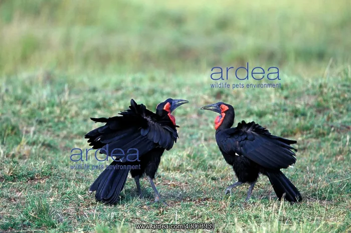  : Kenya, Masai Mara Game Reserve. Ground Hornbill