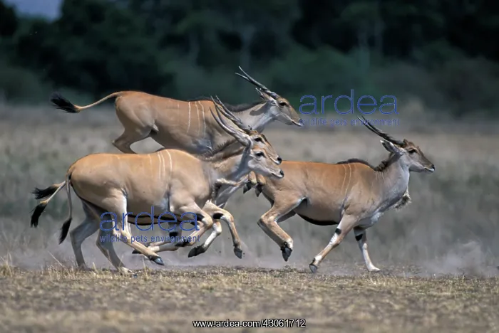 : Kenya, Masai Mara Game Reserve, Herd of : Kenya, Masai Mara Game Reserve, Herd of