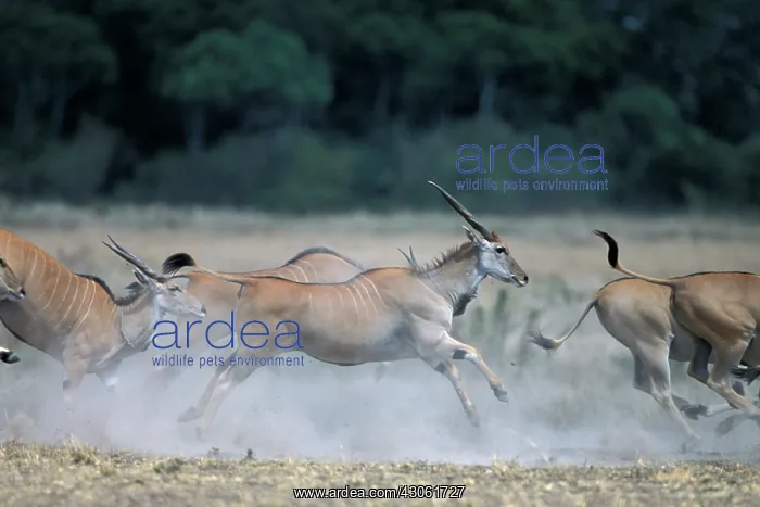 : Kenya, Masai Mara Game Reserve, Herd of : Kenya, Masai Mara Game Reserve, Herd of
