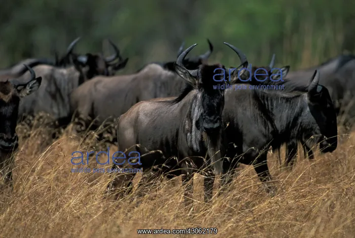 : Kenya, Masai Mara Game Reserve, Herd of : Kenya, Masai Mara Game Reserve, Herd of