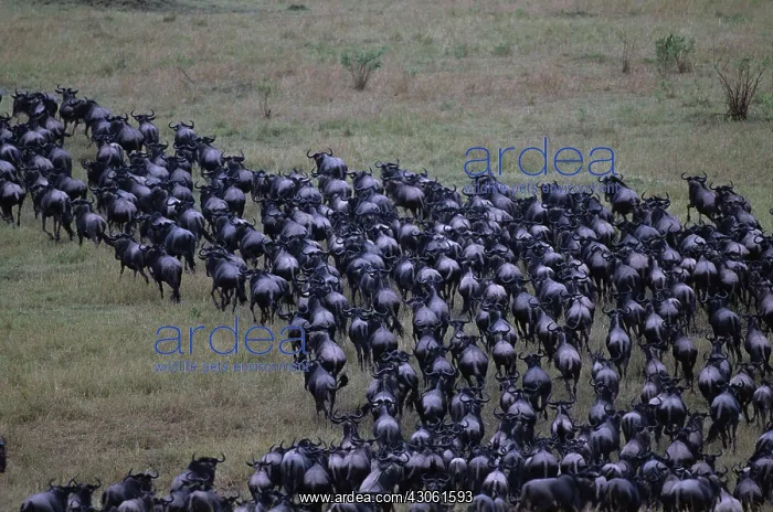: Kenya, Masai Mara Game Reserve, Huge Wildebeest : Kenya, Masai Mara Game Reserve, Huge Wildebeest