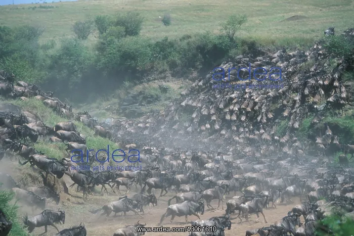 : Kenya, Masai Mara Game Reserve, Huge Wildebeest : Kenya, Masai Mara Game Reserve, Huge Wildebeest