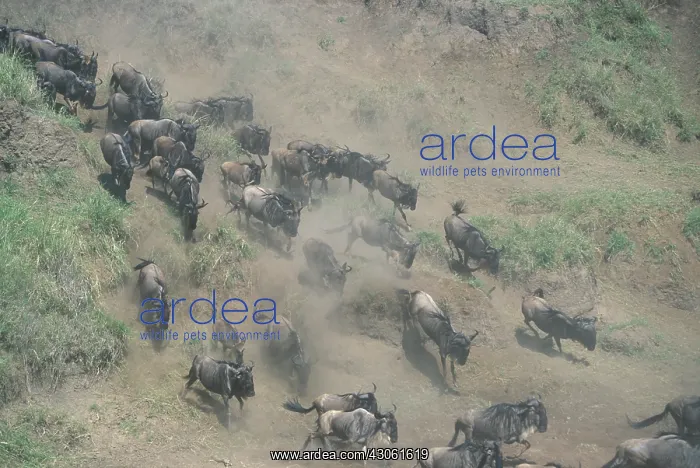 : Kenya, Masai Mara Game Reserve, Huge Wildebeest : Kenya, Masai Mara Game Reserve, Huge Wildebeest