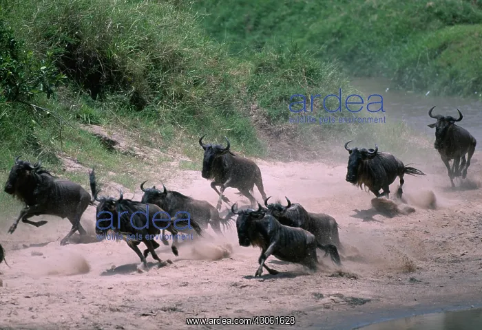 : Kenya, Masai Mara Game Reserve, Huge Wildebeest : Kenya, Masai Mara Game Reserve, Huge Wildebeest