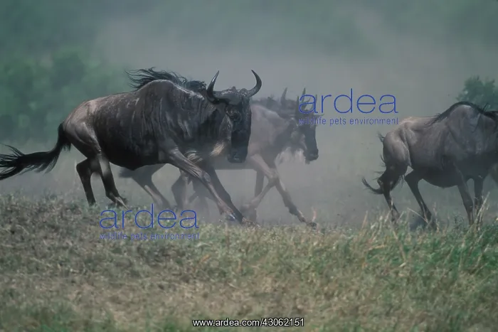 : Kenya, Masai Mara Game Reserve, Huge Wildebeest : Kenya, Masai Mara Game Reserve, Huge Wildebeest