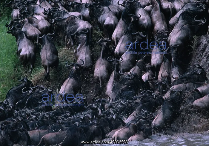 : Kenya, Masai Mara Game Reserve, Huge Wildebeest : Kenya, Masai Mara Game Reserve, Huge Wildebeest