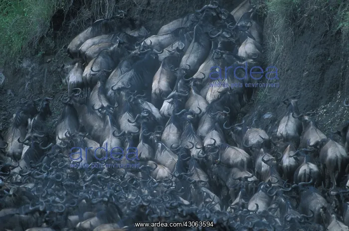 : Kenya, Masai Mara Game Reserve, Huge Wildebeest : Kenya, Masai Mara Game Reserve, Huge Wildebeest