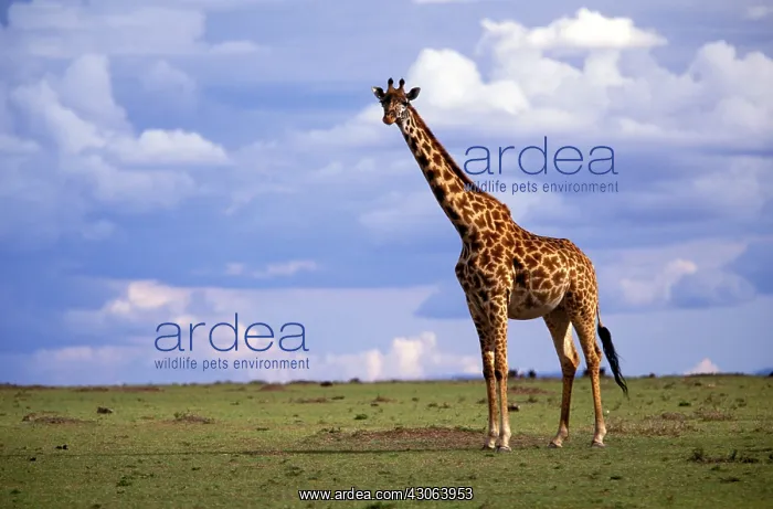 : Kenya, Masai Mara Game Reserve. Kenyan Giraffe : Kenya, Masai Mara Game Reserve. Kenyan Giraffe