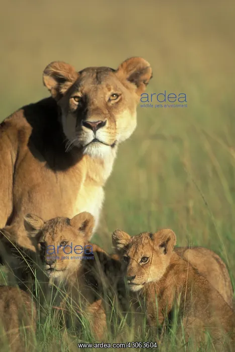  : Kenya, Masai Mara Game Reserve, Lion cubs