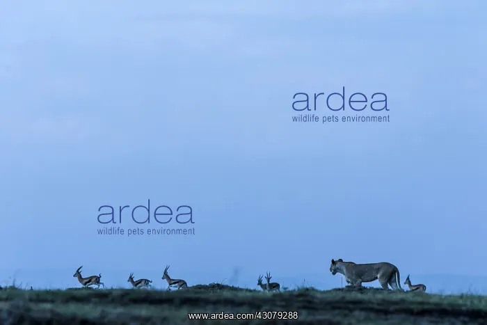 : Kenya, Masai-Mara game reserve, lion (Panthera leo) : Kenya, Masai-Mara game reserve, lion (Panthera leo)