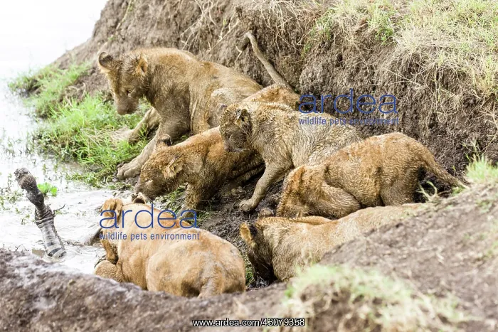 : Kenya, Masai-Mara game reserve, lion (Panthera leo) : Kenya, Masai-Mara game reserve, lion (Panthera leo)