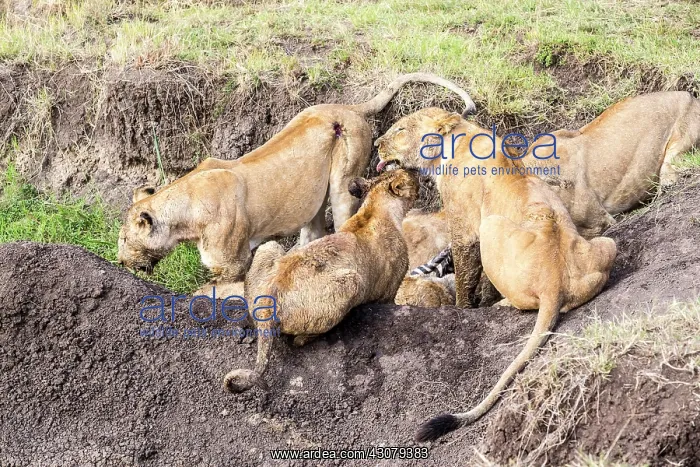 : Kenya, Masai-Mara game reserve, lion (Panthera leo) : Kenya, Masai-Mara game reserve, lion (Panthera leo)