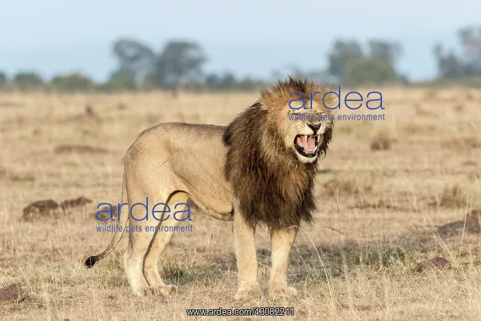 : Kenya, Masai-Mara game reserve, lion (Panthera leo) : Kenya, Masai-Mara game reserve, lion (Panthera leo)