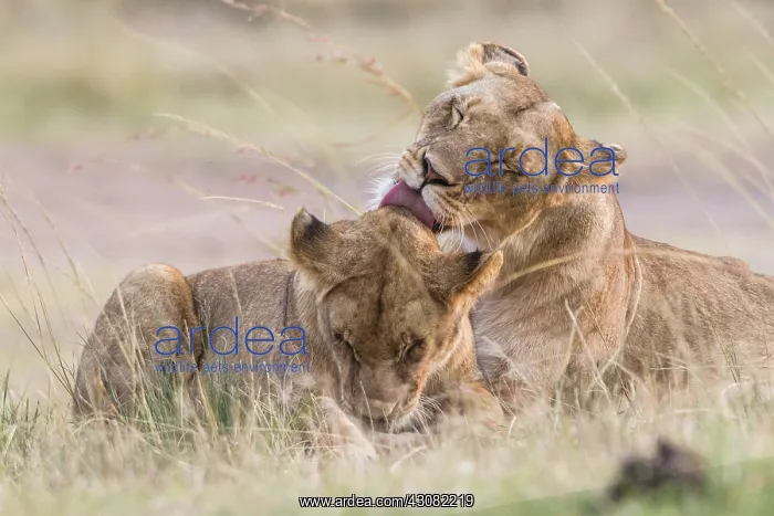 : Kenya, Masai-Mara game reserve, lion (Panthera leo) : Kenya, Masai-Mara game reserve, lion (Panthera leo)