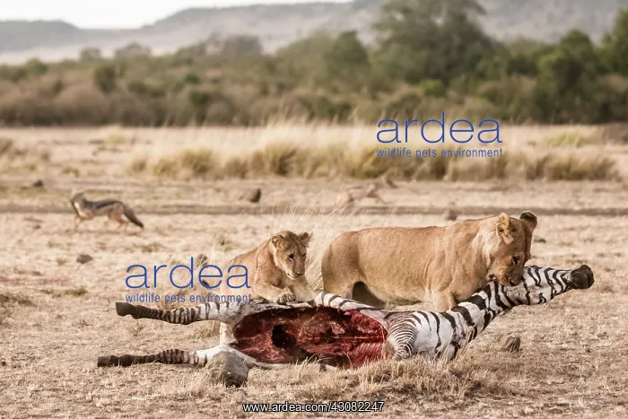  : Kenya, Masai-Mara game reserve, lion (Panthera leo)