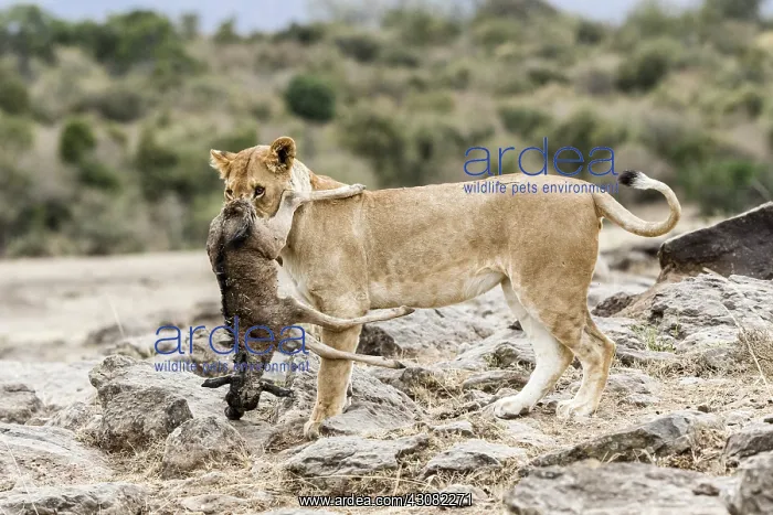 : Kenya, Masai-Mara game reserve, lion (Panthera leo) : Kenya, Masai-Mara game reserve, lion (Panthera leo)