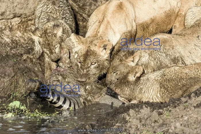 : Kenya, Masai-Mara game reserve, lion (Panthera leo) : Kenya, Masai-Mara game reserve, lion (Panthera leo)