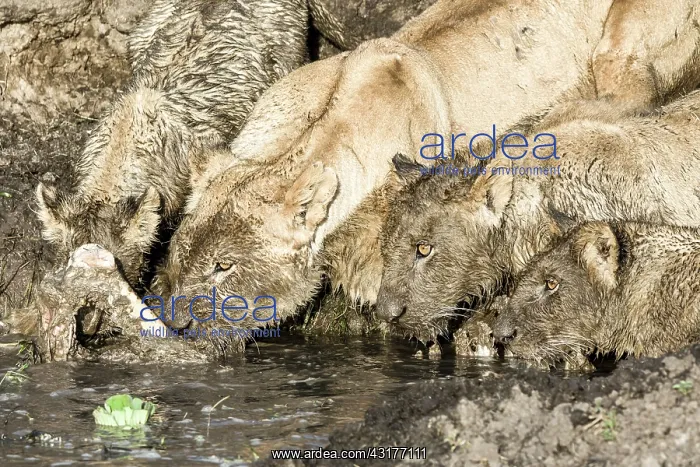 : Kenya, Masai-Mara game reserve, lion (Panthera leo) : Kenya, Masai-Mara game reserve, lion (Panthera leo)