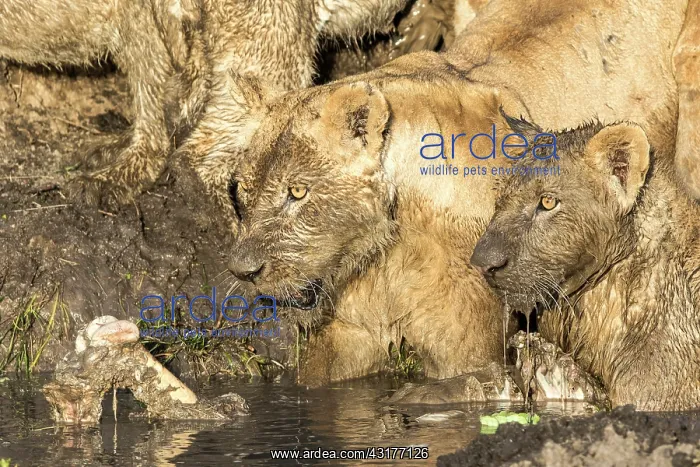 : Kenya, Masai-Mara game reserve, lion (Panthera leo) : Kenya, Masai-Mara game reserve, lion (Panthera leo)