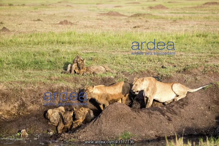 : Kenya, Masai-Mara game reserve, lion (Panthera leo) : Kenya, Masai-Mara game reserve, lion (Panthera leo)