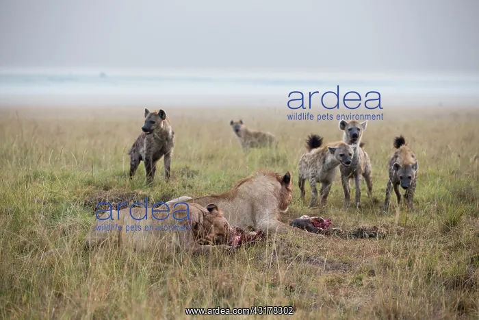 : Kenya, Masai-Mara game reserve, lion (Panthera leo) : Kenya, Masai-Mara game reserve, lion (Panthera leo)