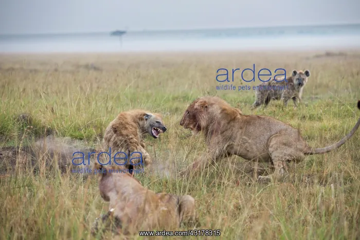 : Kenya, Masai-Mara game reserve, lion (Panthera leo) : Kenya, Masai-Mara game reserve, lion (Panthera leo)