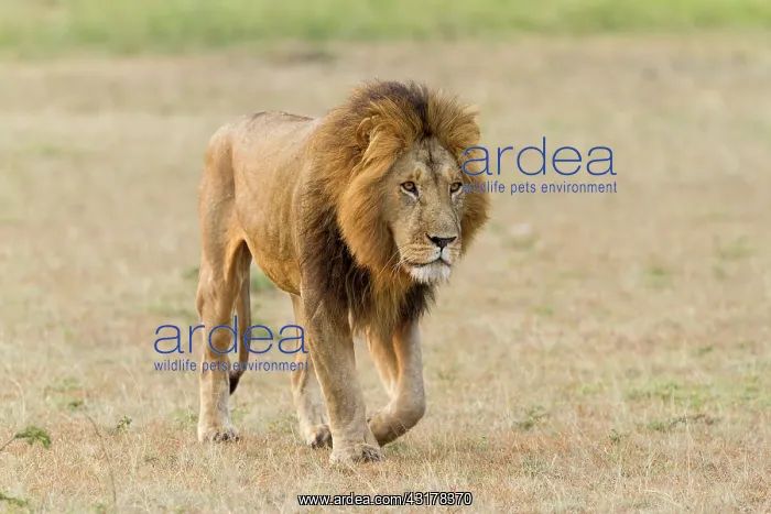 : Kenya, Masai-Mara game reserve, lion (Panthera leo) : Kenya, Masai-Mara game reserve, lion (Panthera leo)