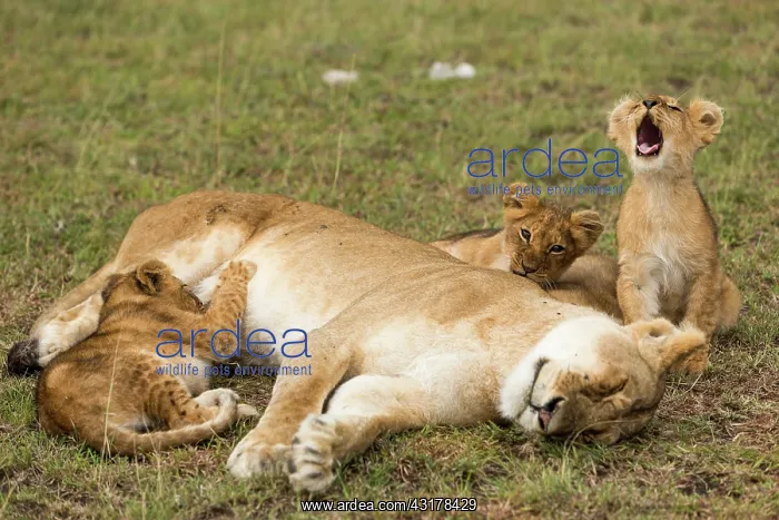 : Kenya, Masai-Mara game reserve, Lion (Panthera leo) : Kenya, Masai-Mara game reserve, Lion (Panthera leo)