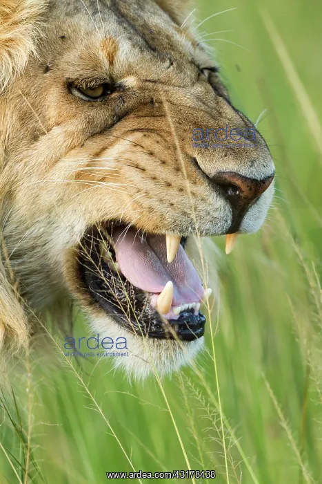 : Kenya, Masai-Mara game reserve, Lion (Panthera leo) : Kenya, Masai-Mara game reserve, Lion (Panthera leo)