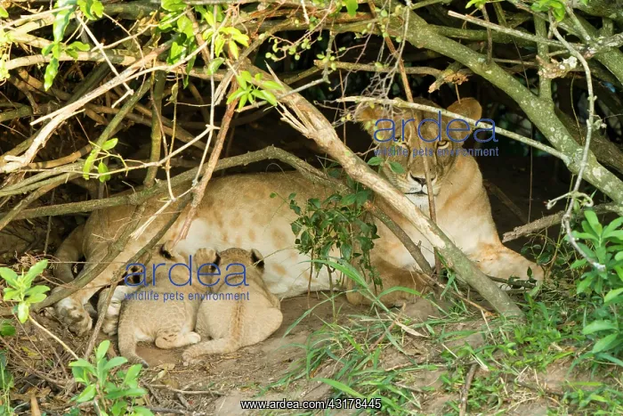 : Kenya, Masai-Mara game reserve, Lion (Panthera leo) : Kenya, Masai-Mara game reserve, Lion (Panthera leo)