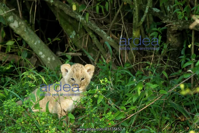 : Kenya, Masai-Mara game reserve, Lion (Panthera leo) : Kenya, Masai-Mara game reserve, Lion (Panthera leo)