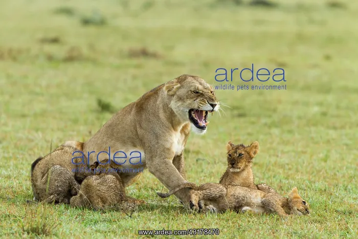 : Kenya, Masai-Mara game reserve, Lion (Panthera leo) : Kenya, Masai-Mara game reserve, Lion (Panthera leo)