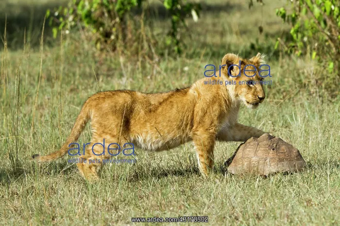 : Kenya, Masai-Mara game reserve, Lion (Panthera leo) : Kenya, Masai-Mara game reserve, Lion (Panthera leo)