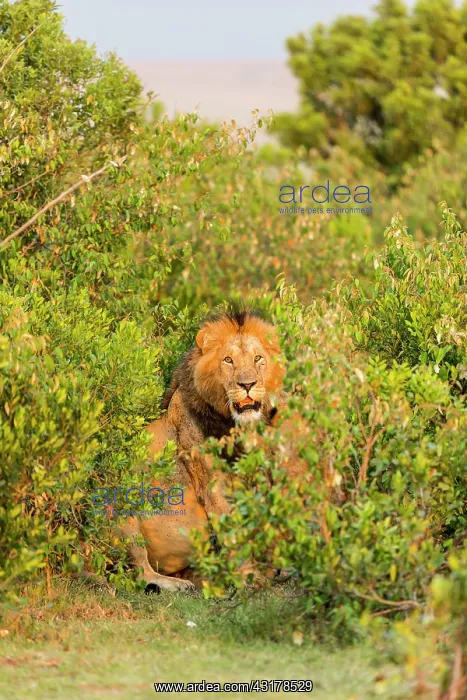 : Kenya, Masai-Mara game reserve, lion (Panthera leo) : Kenya, Masai-Mara game reserve, lion (Panthera leo)