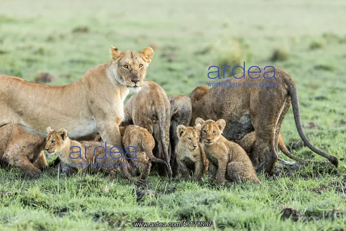 : Kenya, Masai-Mara game reserve, lion (Panthera leo) : Kenya, Masai-Mara game reserve, lion (Panthera leo)