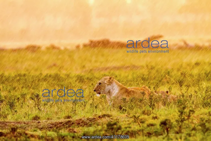 : Kenya, Masai-Mara game reserve, lion (Panthera leo) : Kenya, Masai-Mara game reserve, lion (Panthera leo)