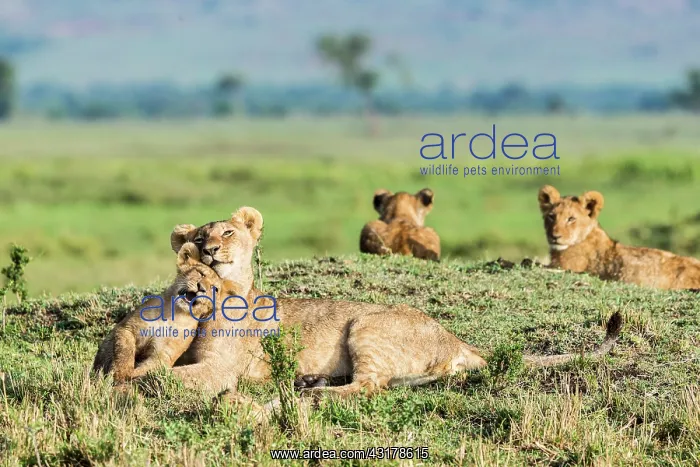 : Kenya, Masai-Mara game reserve, lion (Panthera leo) : Kenya, Masai-Mara game reserve, lion (Panthera leo)