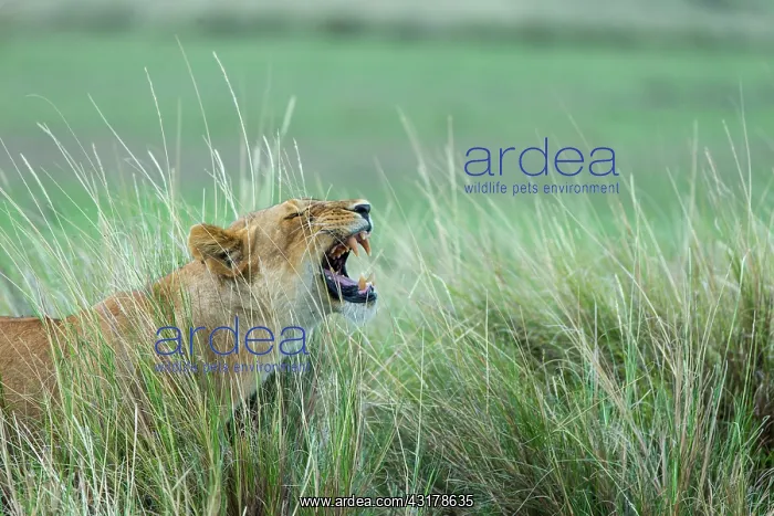 : Kenya, Masai-Mara game reserve, lion (Panthera leo) : Kenya, Masai-Mara game reserve, lion (Panthera leo)