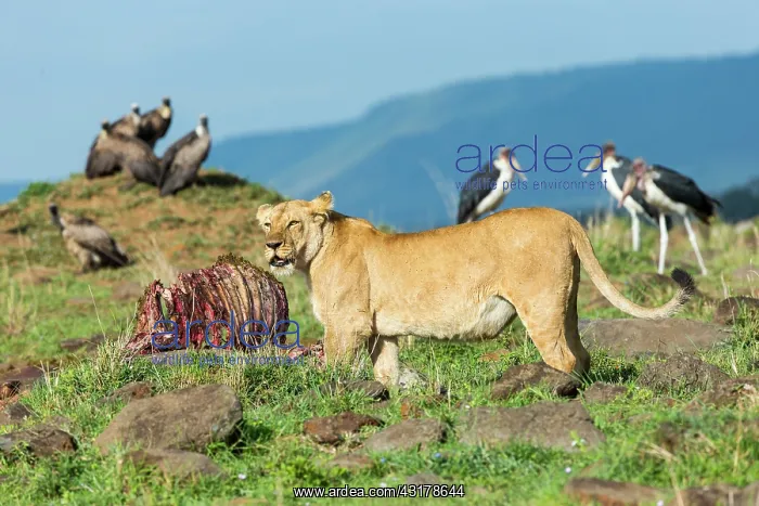  : Kenya, Masai-Mara game reserve, lion (Panthera leo)