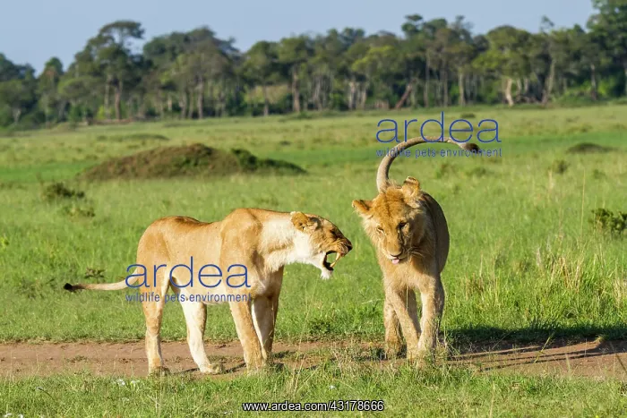 : Kenya, Masai-Mara game reserve, lion (Panthera leo) : Kenya, Masai-Mara game reserve, lion (Panthera leo)