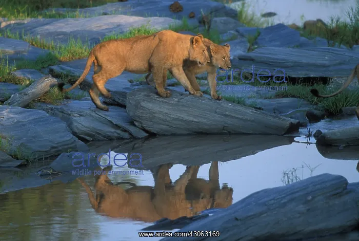 : Kenya, Masai Mara Game Reserve, Lion pride : Kenya, Masai Mara Game Reserve, Lion pride
